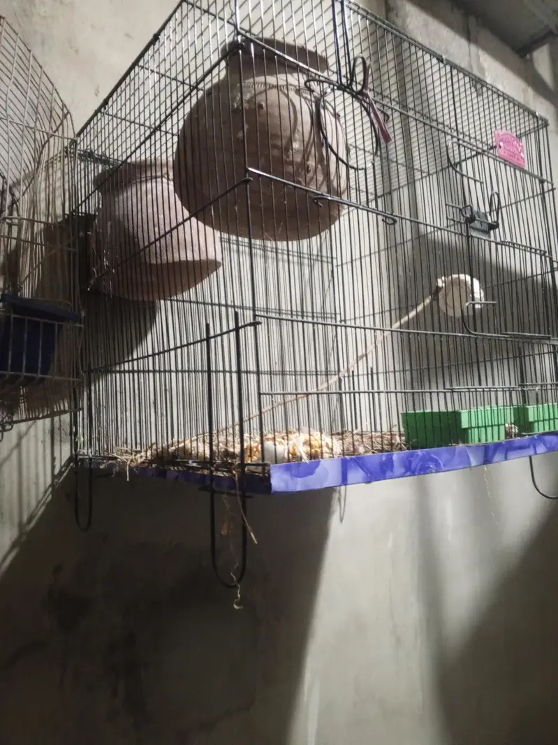 new cage sath m do mutki bi h 1 month use Kiya h bs biklik 10/9 h — photo 4