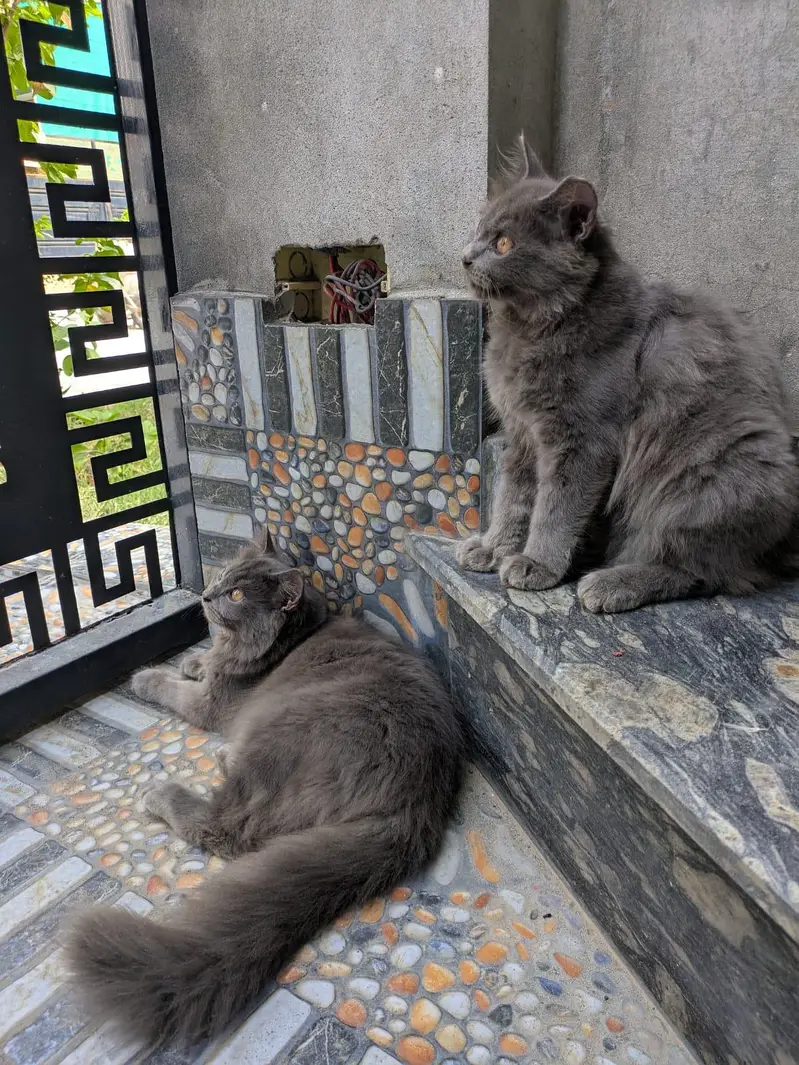 3-Month-Old Grey Persian Cats Pair | Vaccinated — photo 2