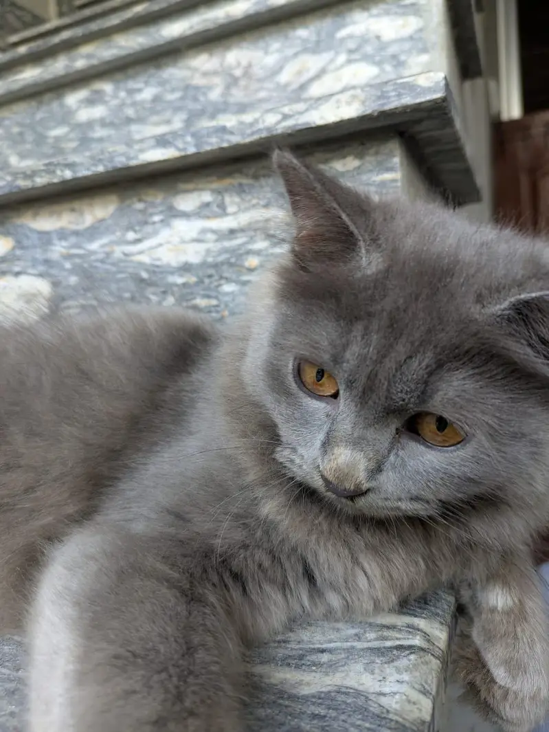 3-Month-Old Grey Persian Cats Pair | Vaccinated — photo 3