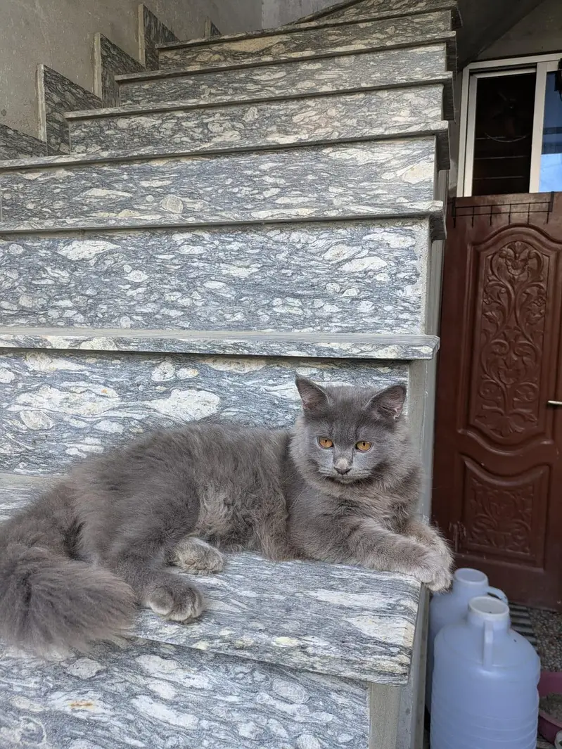 3-Month-Old Grey Persian Cats Pair | Vaccinated — photo 4