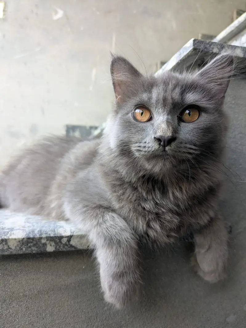 3-Month-Old Grey Persian Cats Pair | Vaccinated — photo 5