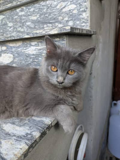 3-Month-Old Grey Persian Cats Pair | Vaccinated