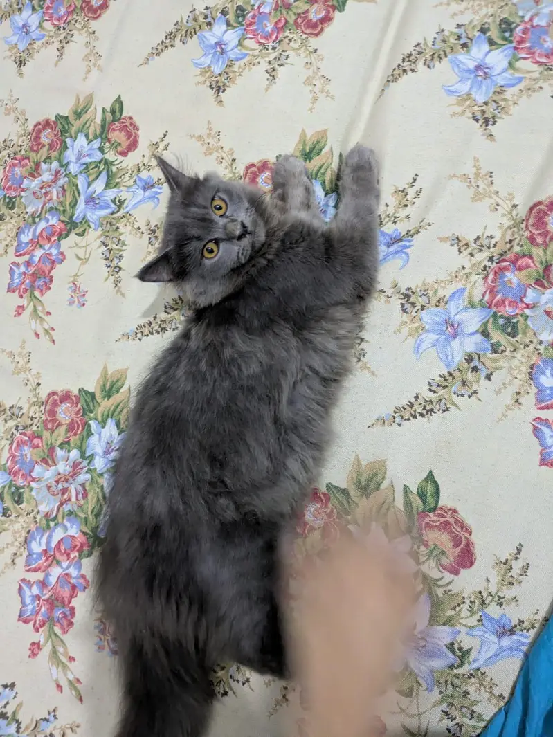 3-Month-Old Grey Persian Cats Pair | Vaccinated — photo 6