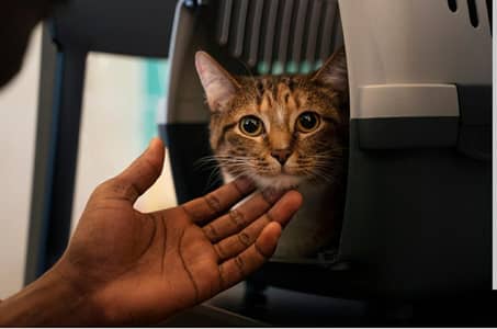 Caretaker at Cat Shelter
