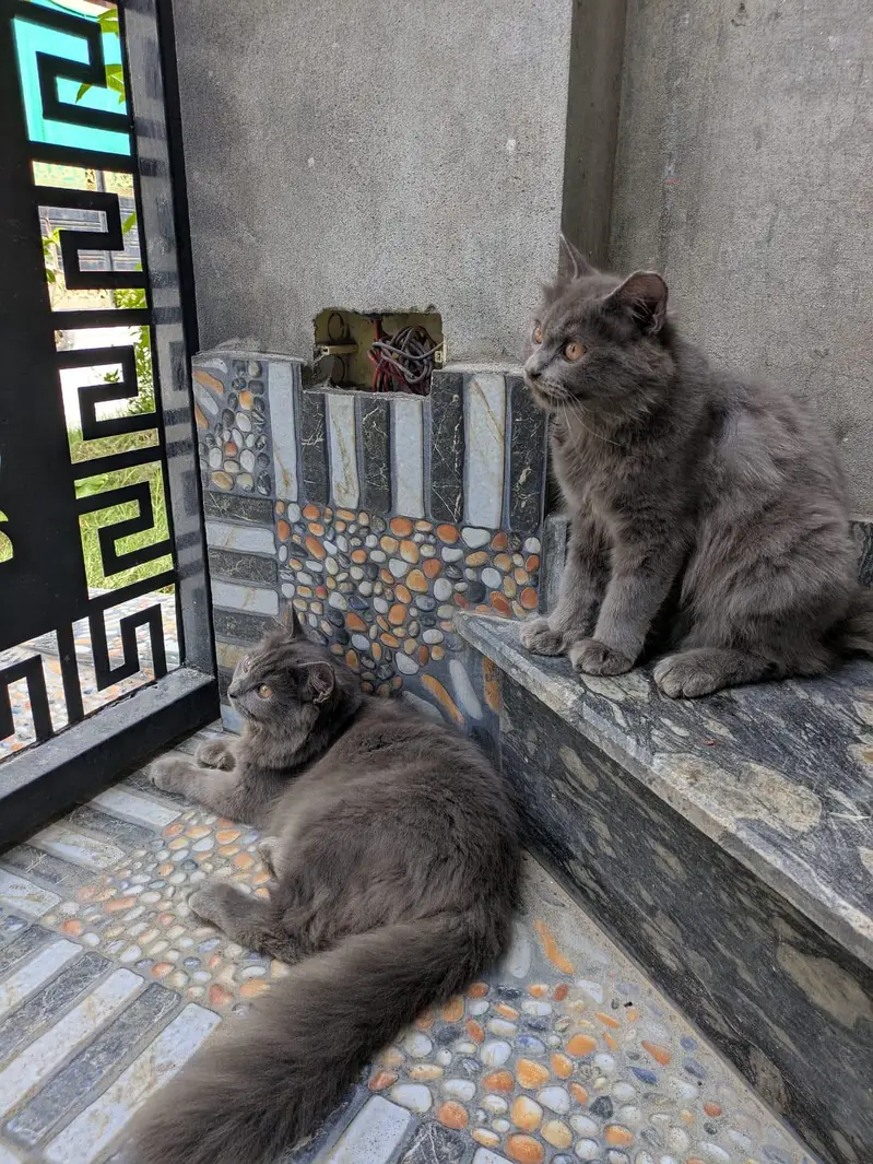 3-Month-Old Grey Persian Cats Pair | Vaccinated — photo 7
