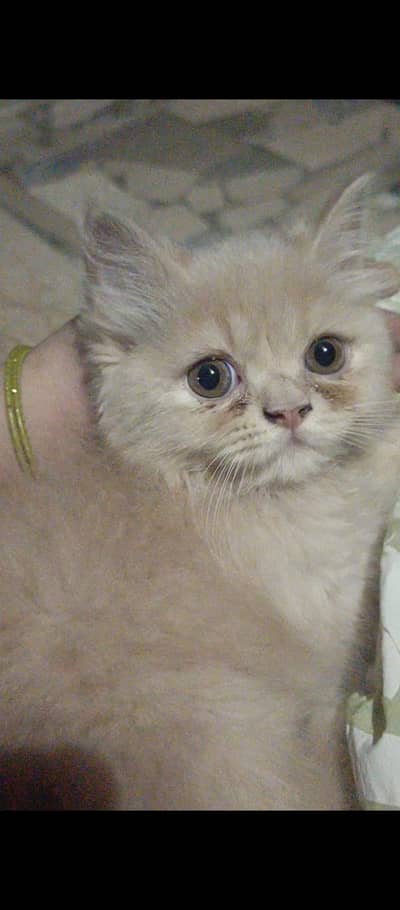 Brown Persion Cat for Sale