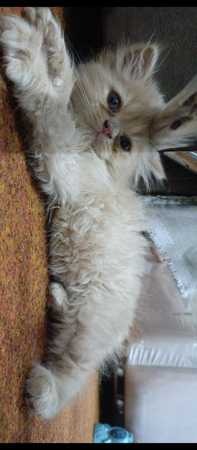 Brown Persion Cat for Sale — photo 2