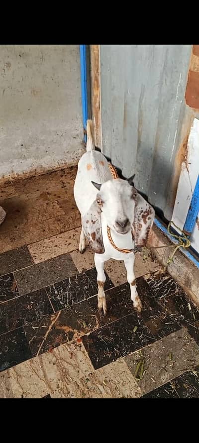 TWO BAKRIYA FOR URGENT SALE