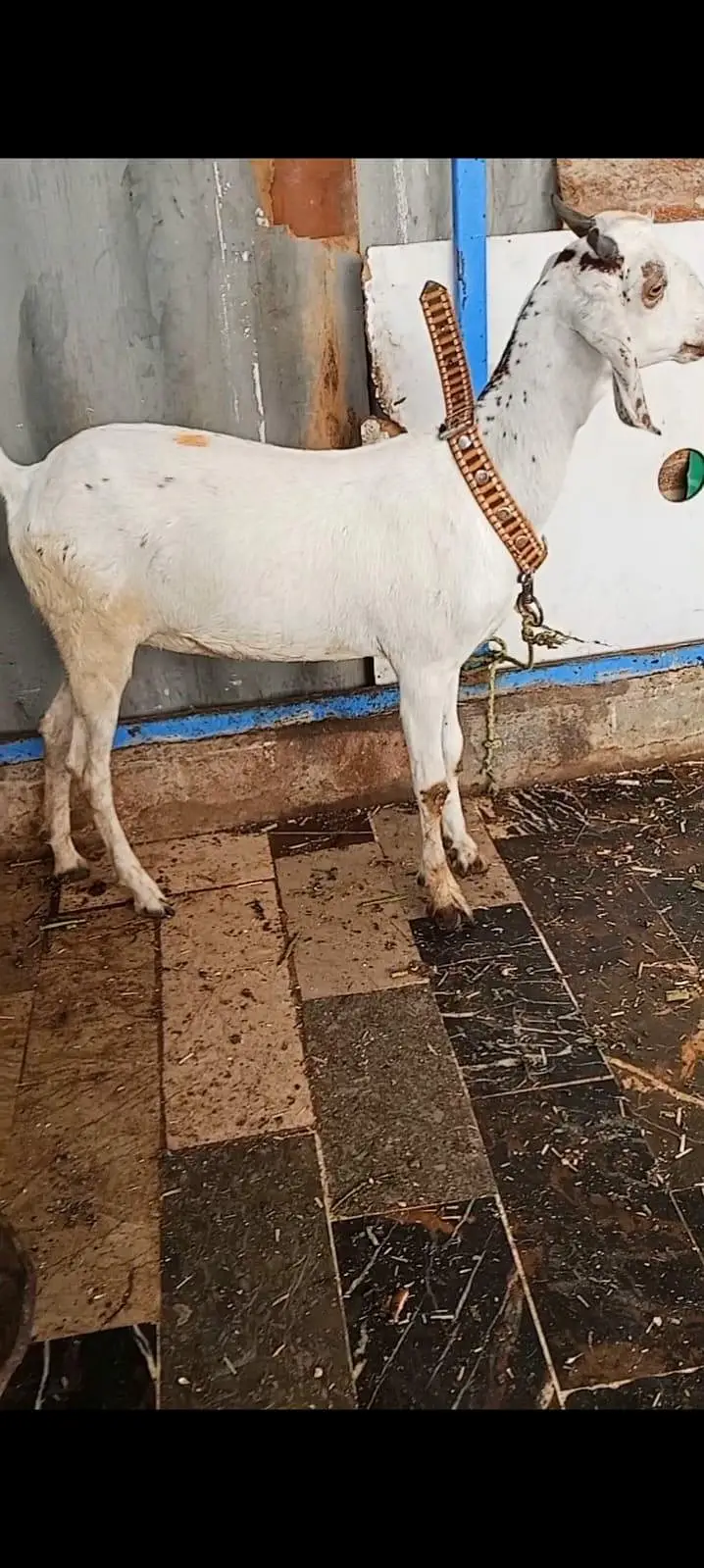 TWO BAKRIYA FOR URGENT SALE — photo 2
