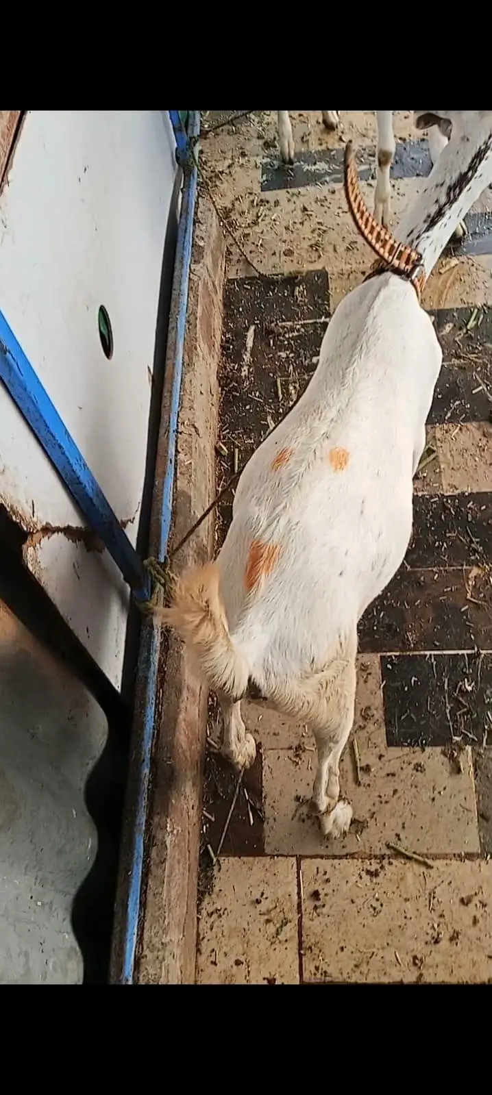 TWO BAKRIYA FOR URGENT SALE — photo 3