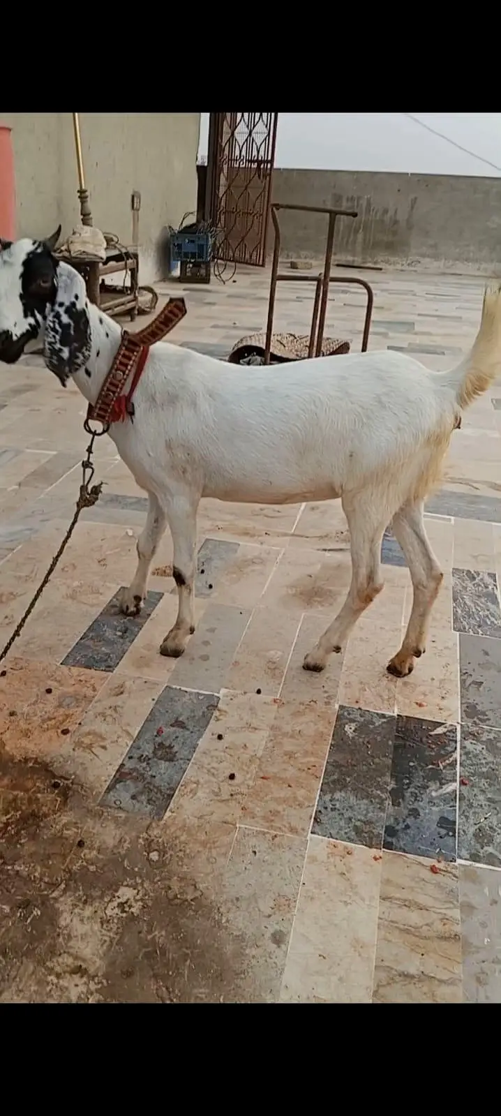 TWO BAKRIYA FOR URGENT SALE — photo 5