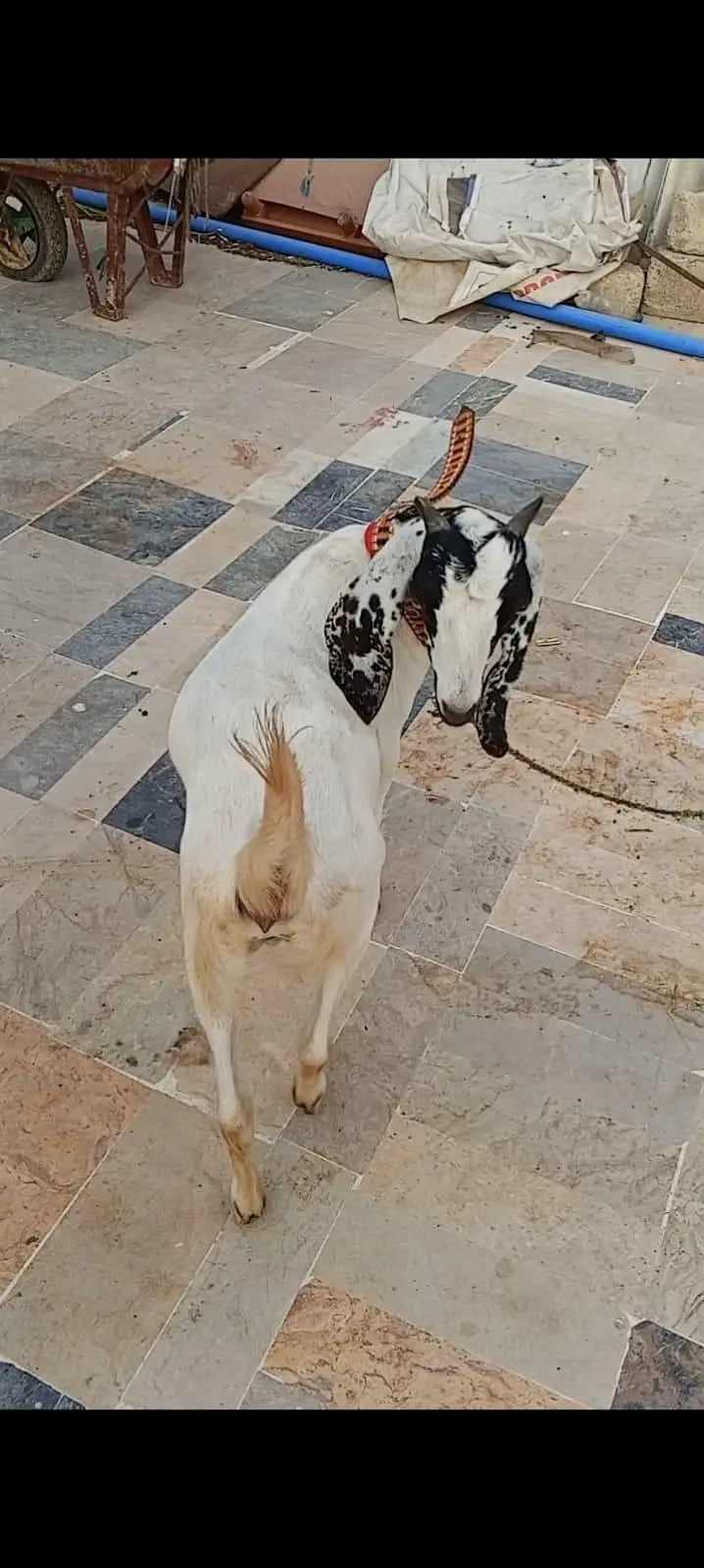 TWO BAKRIYA FOR URGENT SALE — photo 6