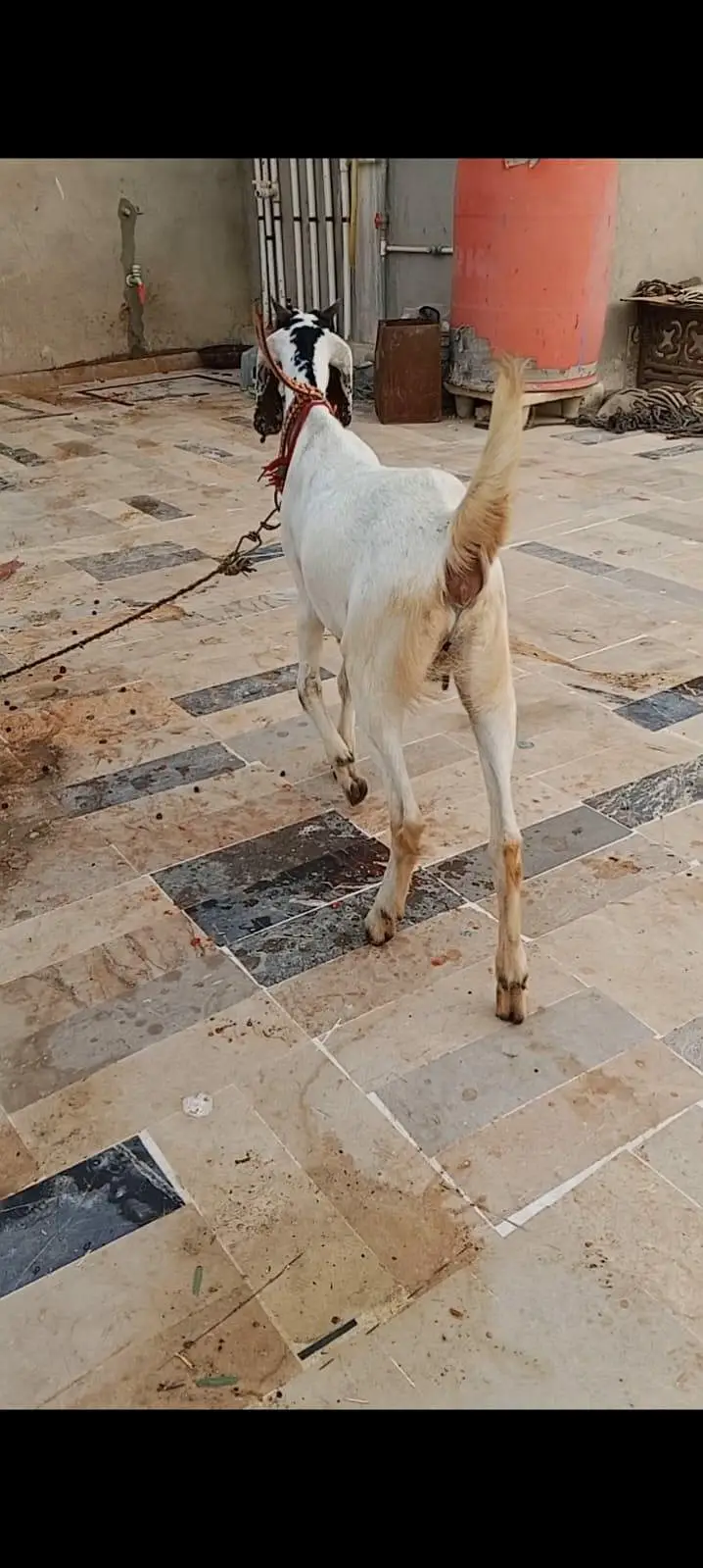 TWO BAKRIYA FOR URGENT SALE — photo 7