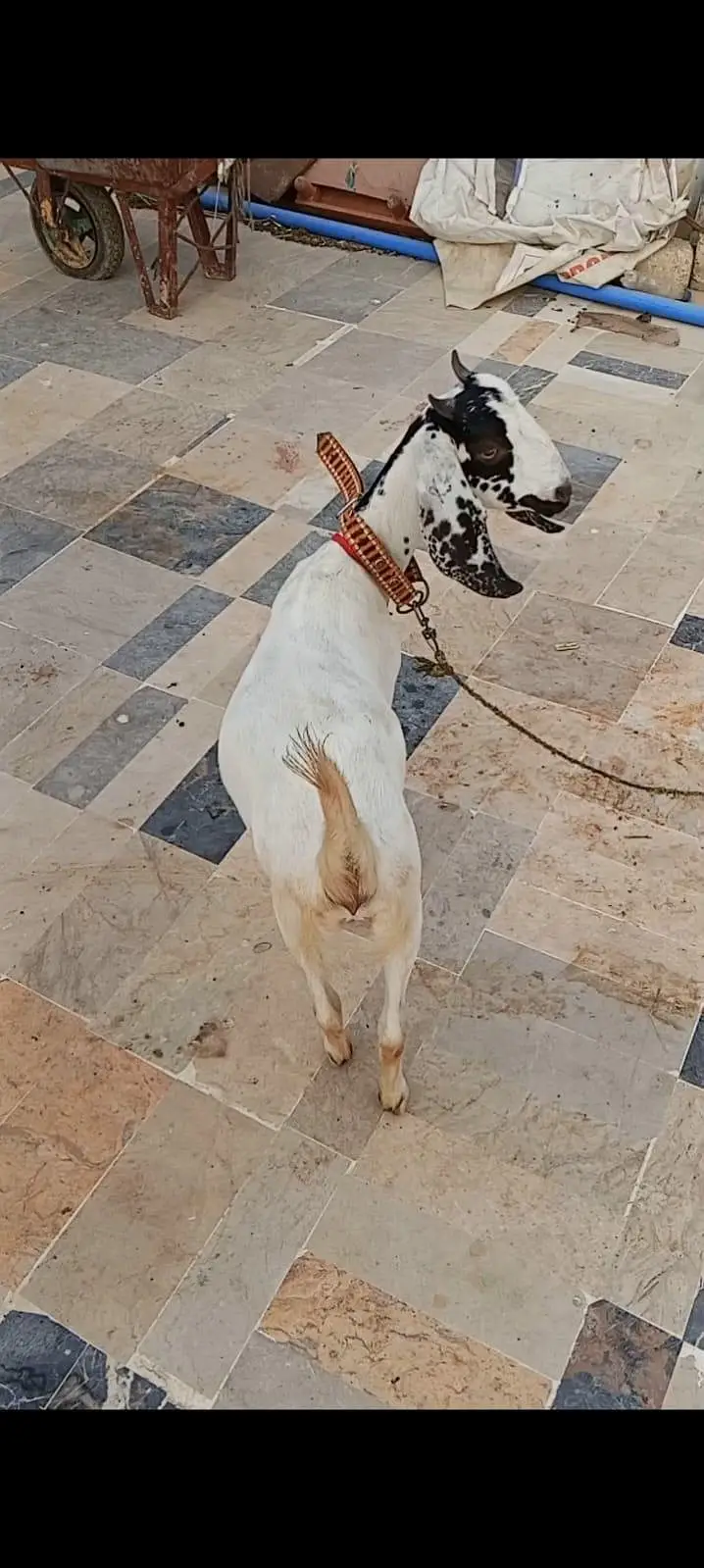 TWO BAKRIYA FOR URGENT SALE — photo 8