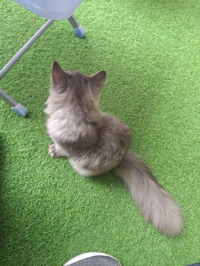 Persian cat