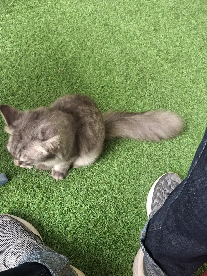 Persian cat — photo 2
