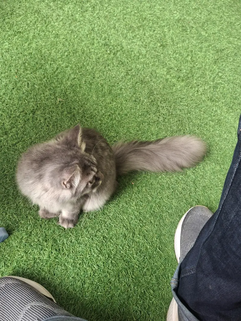 Persian cat — photo 3