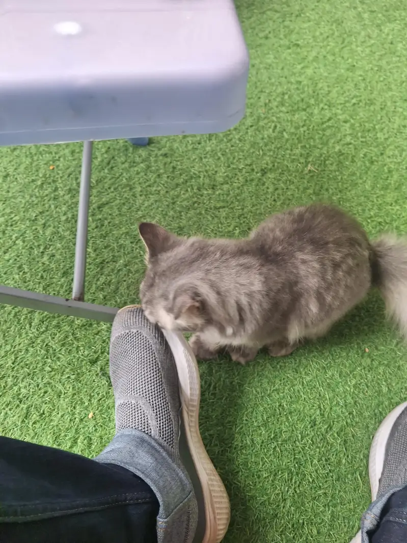 Persian cat — photo 4
