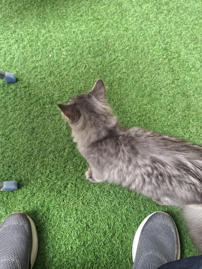Persian cat — photo 5