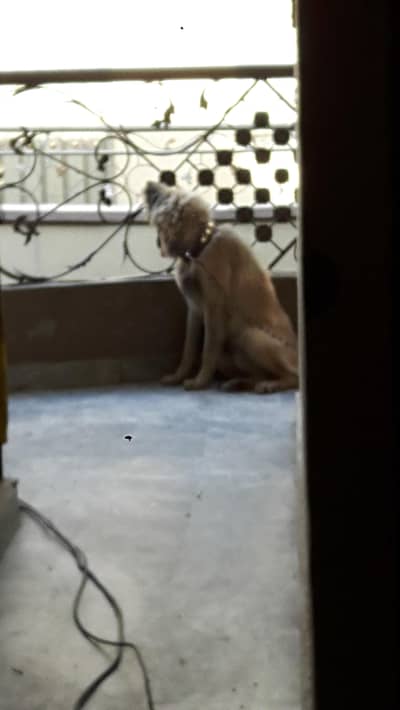 mix shepherd breed male Dog