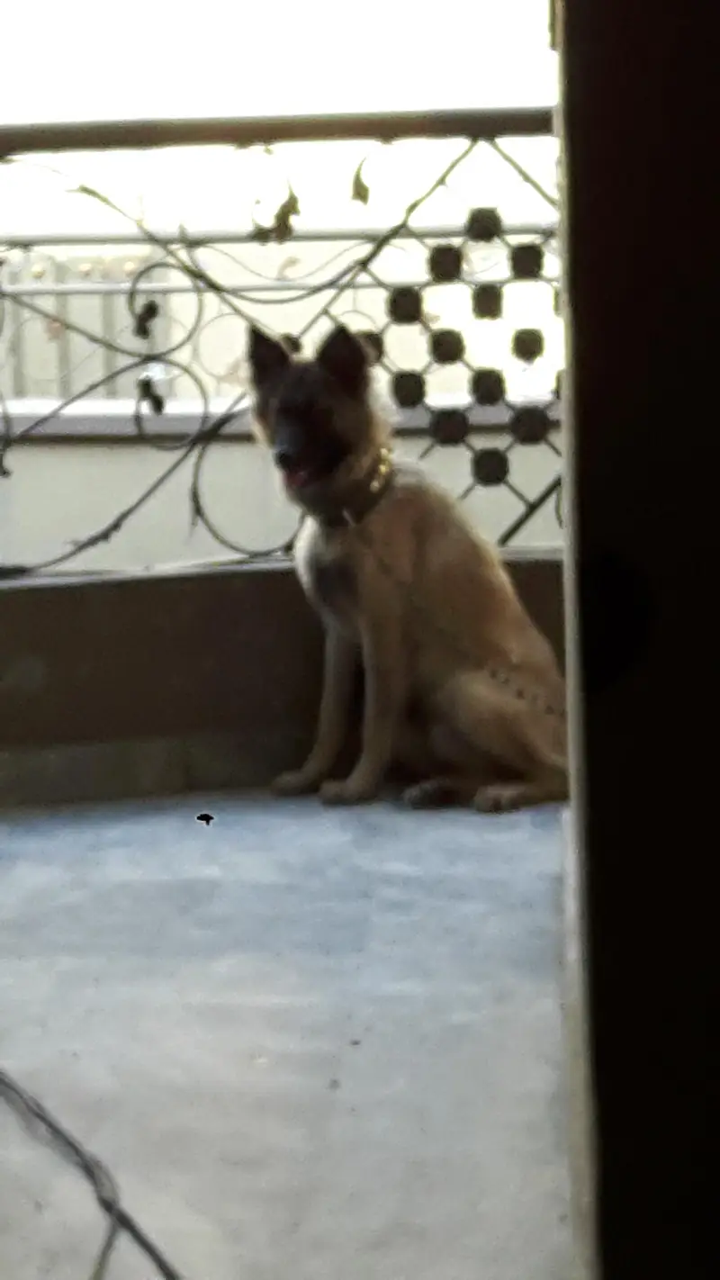 mix shepherd breed male Dog — photo 2