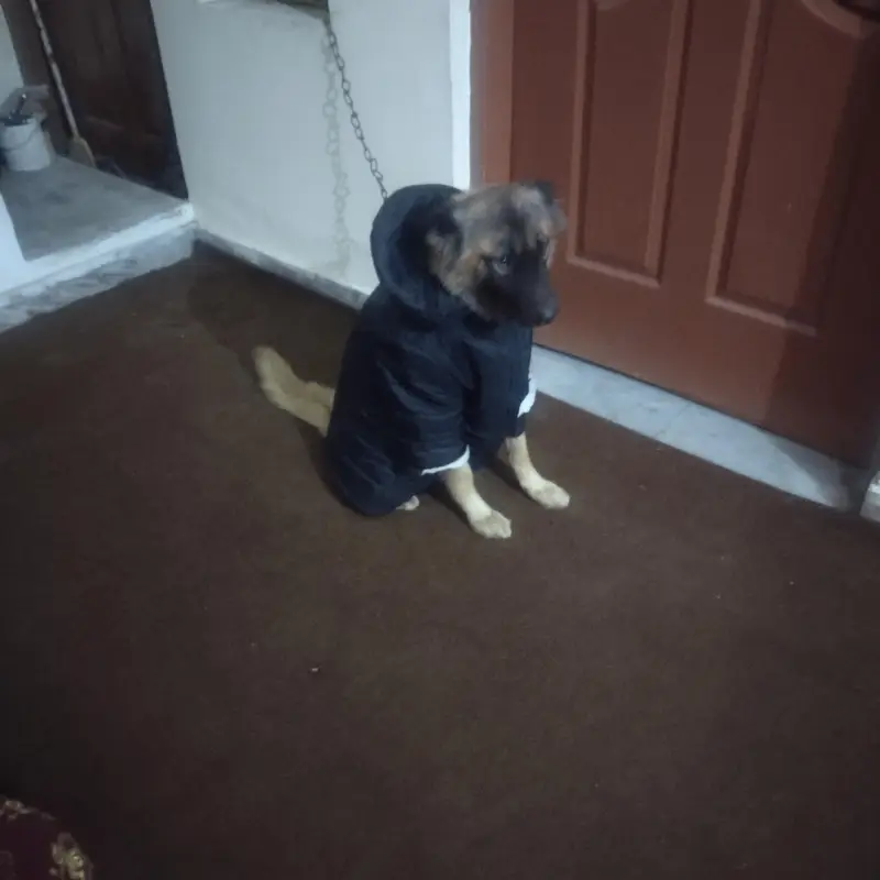 mix shepherd breed male Dog — photo 3