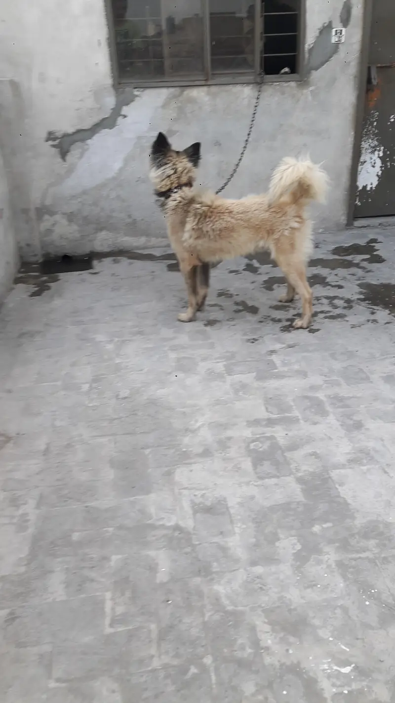 mix shepherd breed male Dog — photo 5