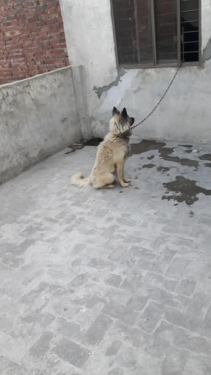 mix shepherd breed male Dog — photo 6