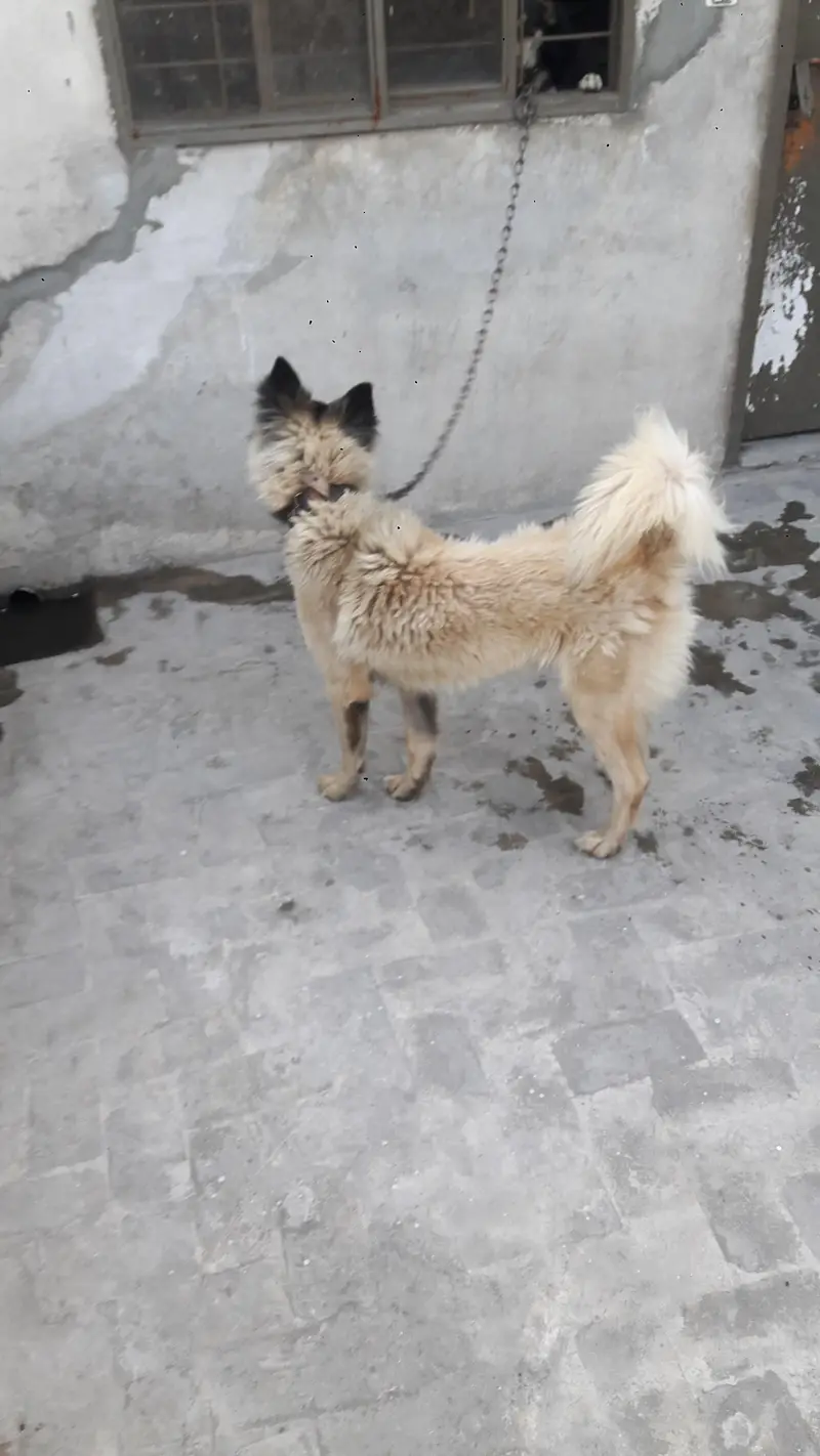 mix shepherd breed male Dog — photo 7