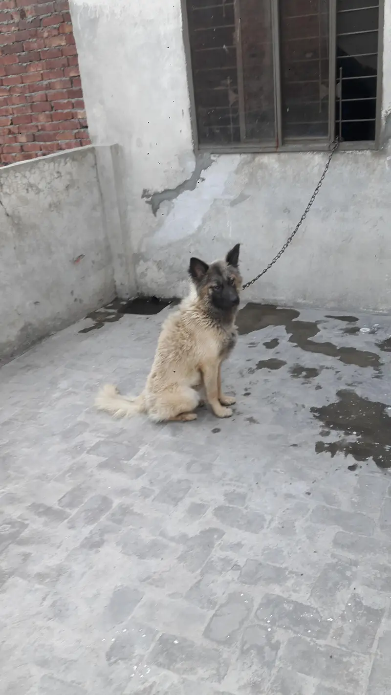 mix shepherd breed male Dog — photo 8
