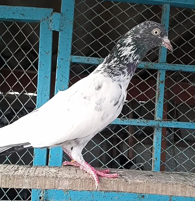 35 waly ,battery ,teddy , deobandi, Saharanpuri,golden ,dub waly — photo 7