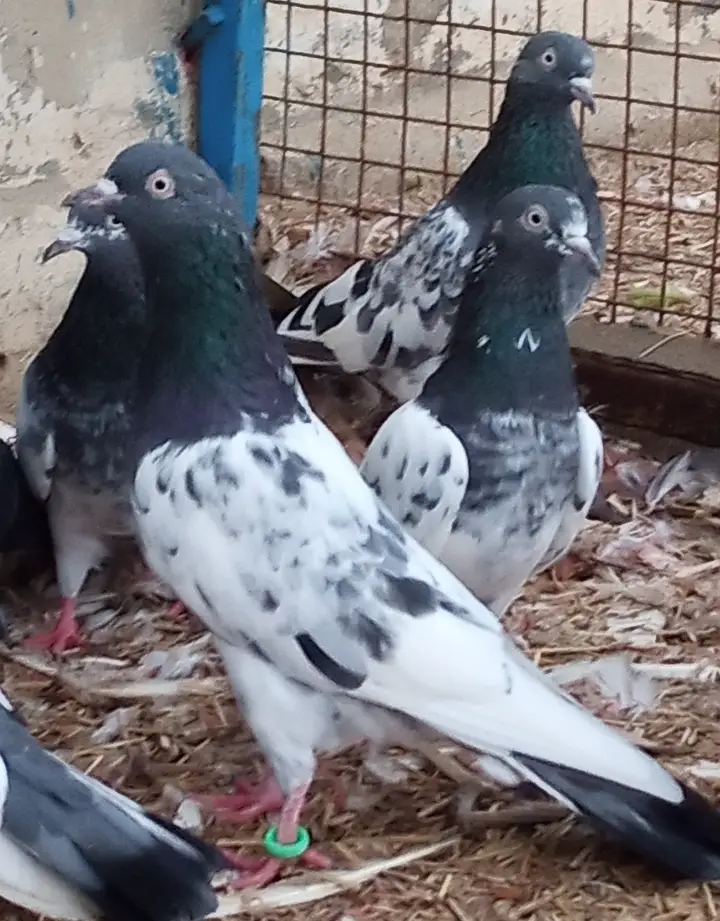 35 waly ,battery ,teddy , deobandi, Saharanpuri,golden ,dub waly — photo 12