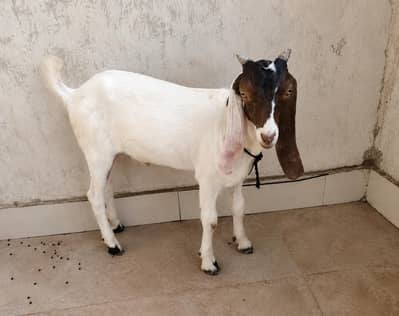 3 Months Male Goat for Sale | Healthy & Active | Karachi