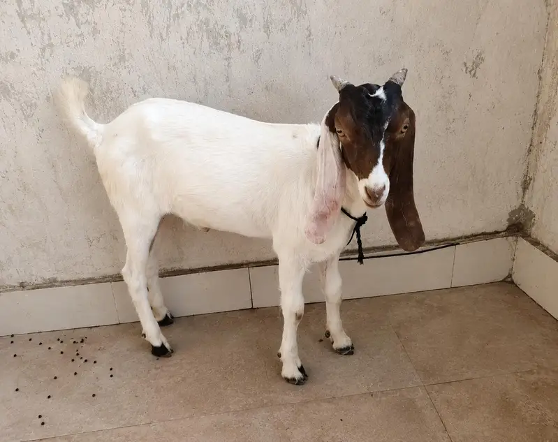 Bakra for sale 3 Months Male Goat | Healthy & Active | Karachi