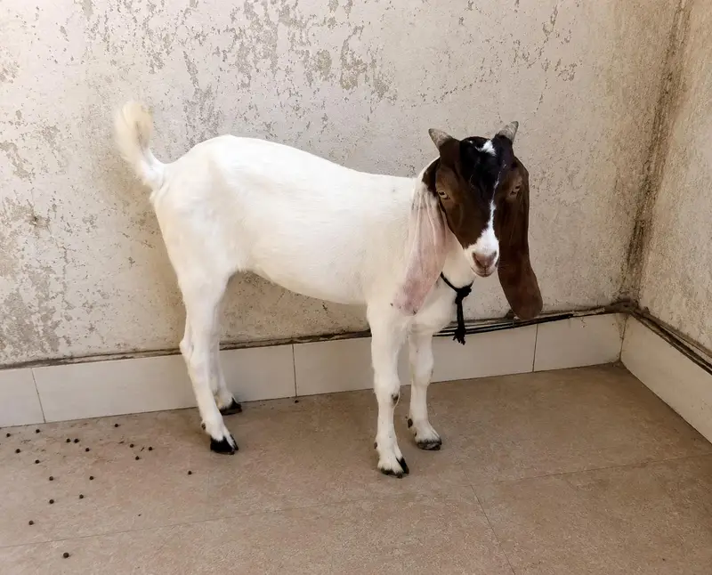 Bakra for sale 3 Months Male Goat | Healthy & Active | Karachi — photo 2