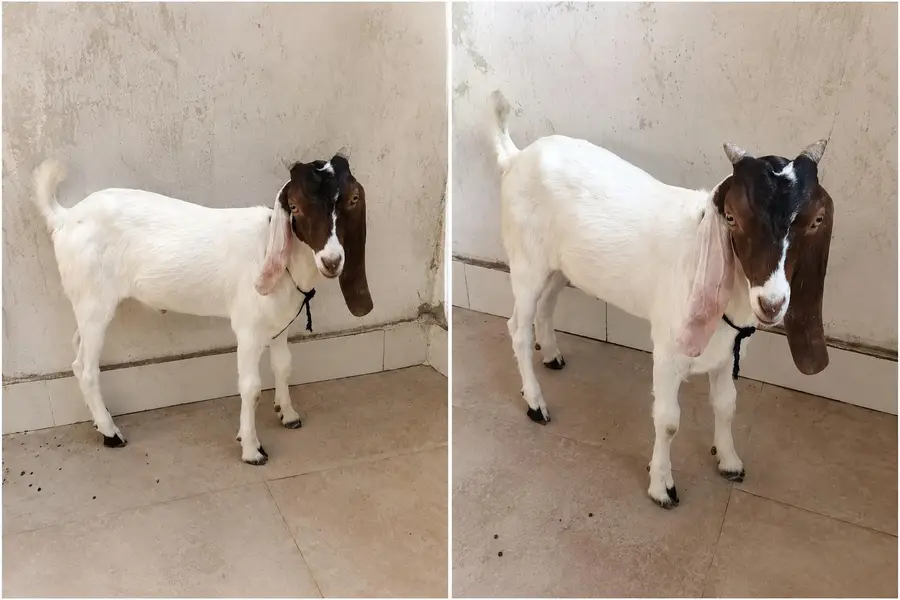 Bakra for sale 3 Months Male Goat | Healthy & Active | Karachi — photo 3