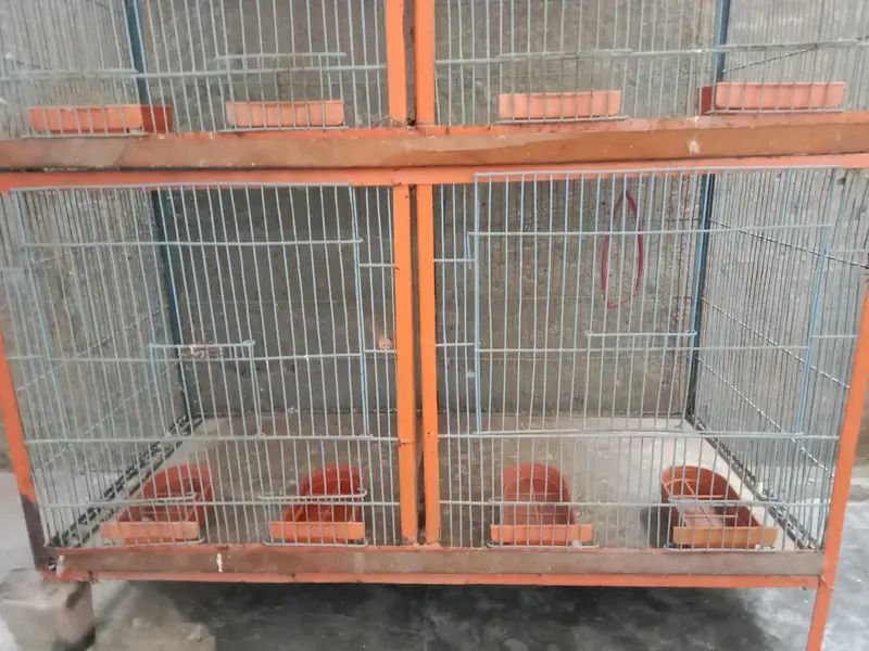 Cage 5 se 6 fit lambai hi