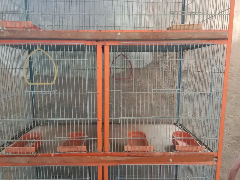 Cage 5 se 6 fit lambai hi — photo 2