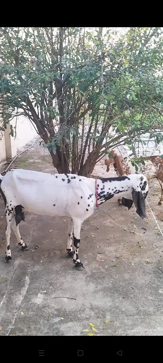 pure betel breed bakri — photo 2