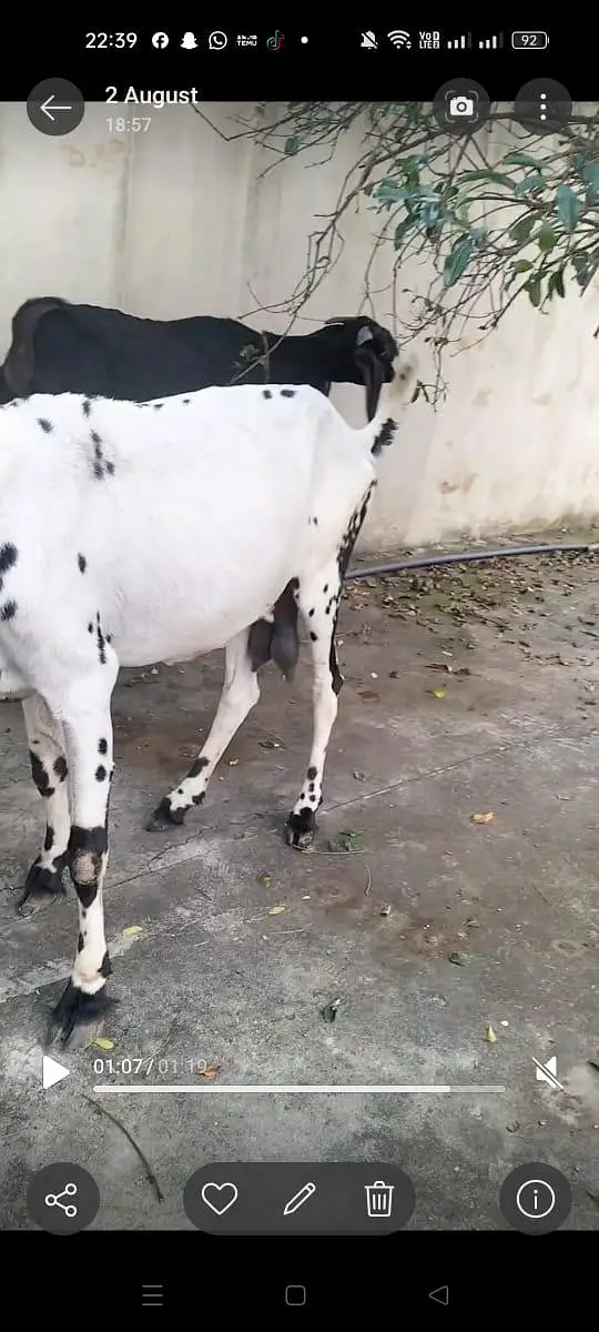pure betel breed bakri — photo 3