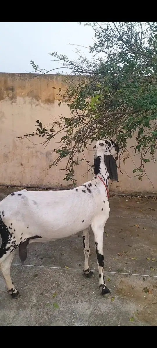 pure betel breed bakri — photo 4