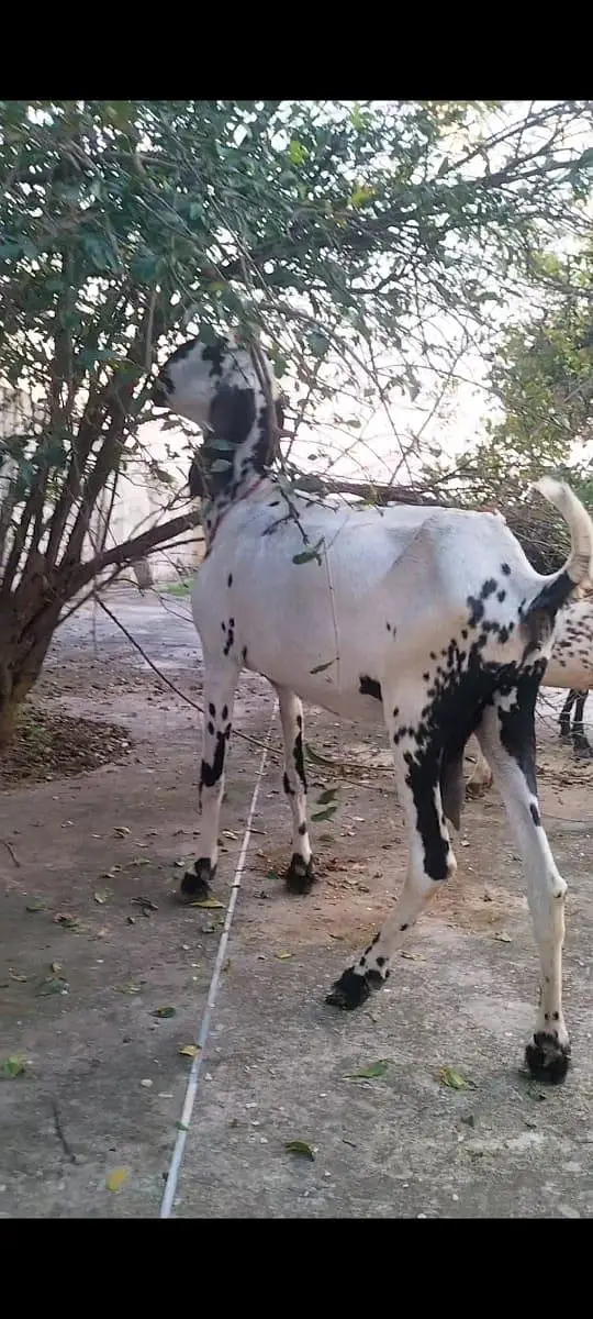 pure betel breed bakri — photo 6