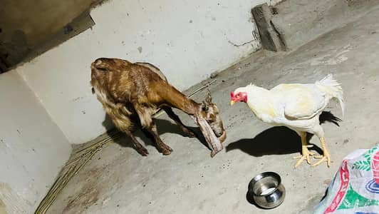 kamori. cross gabban dood wali bakri