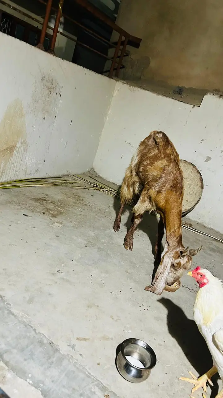 kamori. cross gabban dood wali bakri — photo 2
