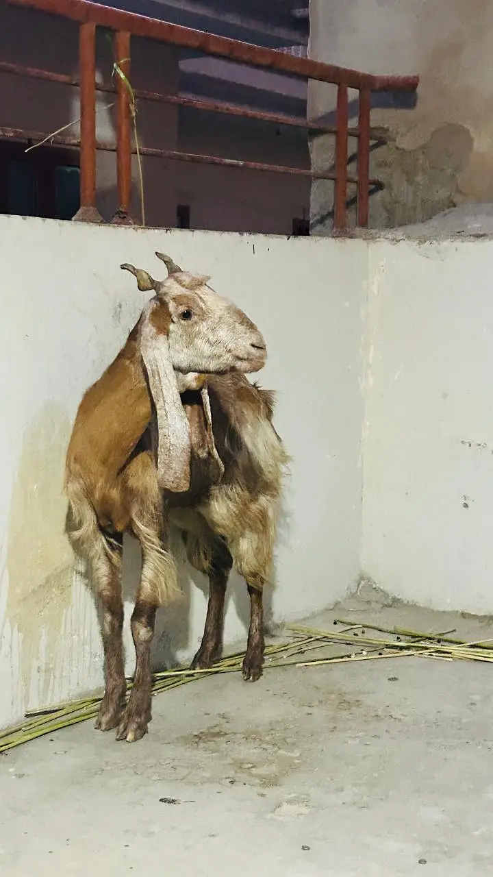 kamori. cross gabban dood wali bakri — photo 3