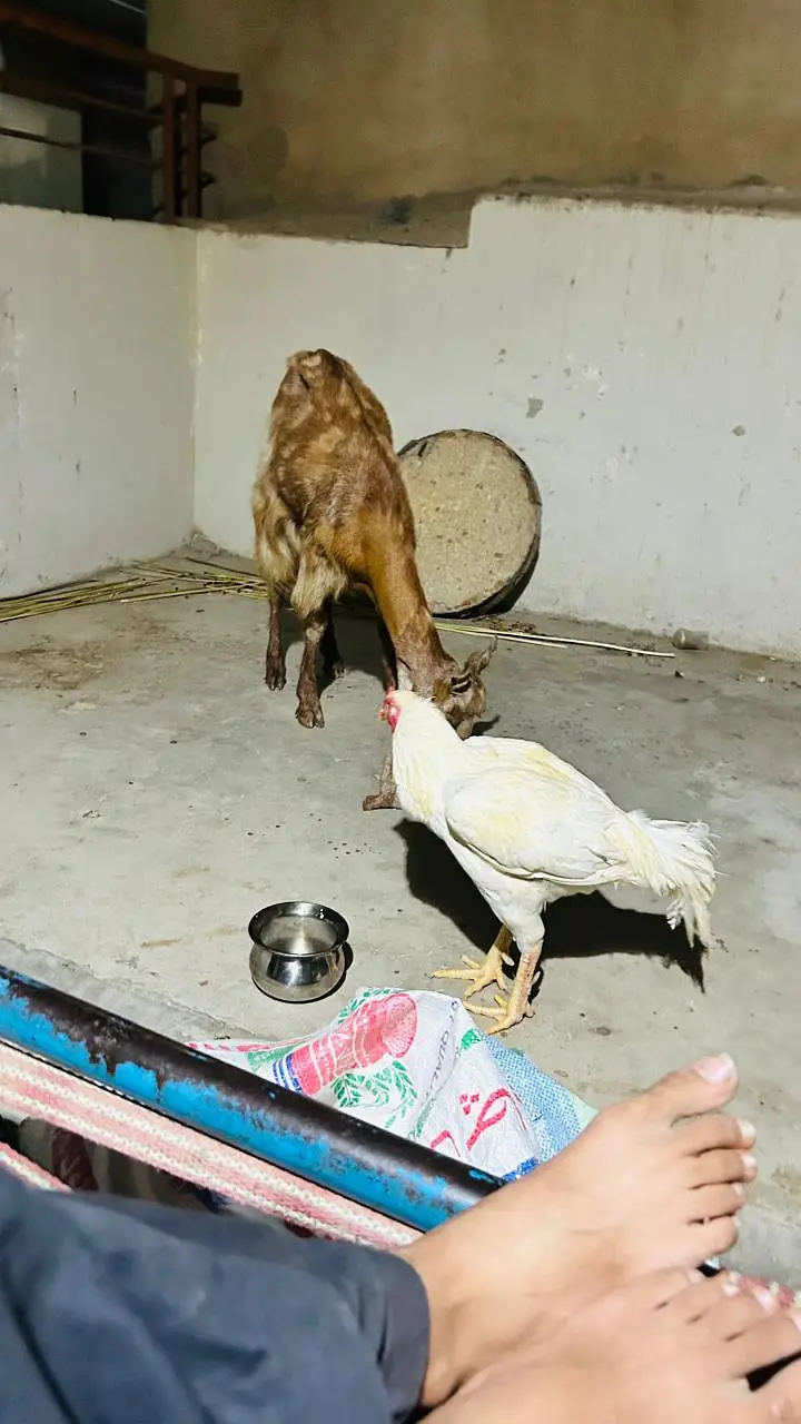 kamori. cross gabban dood wali bakri — photo 4