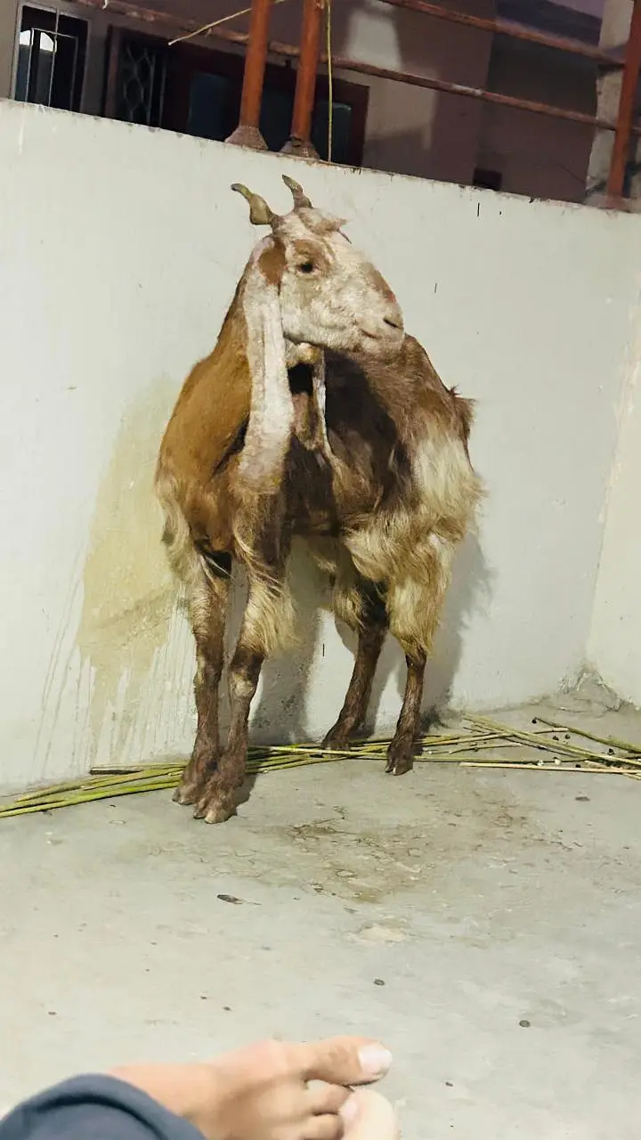 kamori. cross gabban dood wali bakri — photo 5