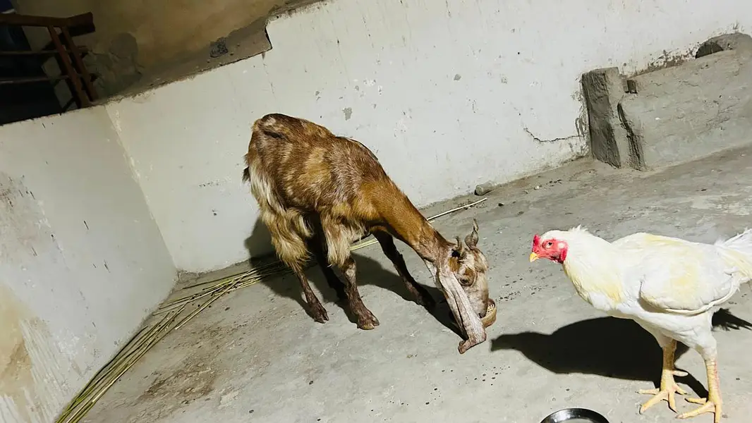 kamori. cross gabban dood wali bakri — photo 6