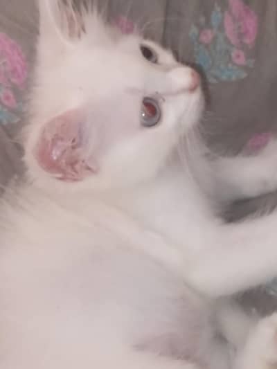 Persian cats.