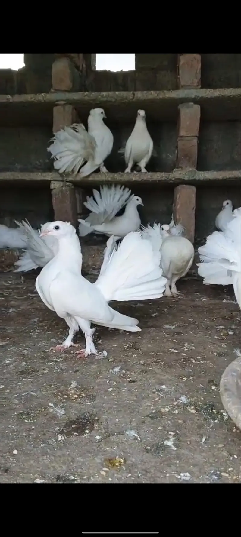 fancy pigeon — photo 2